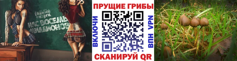 магазин    blacksprut зеркало  Псилоцибиновые грибы GOLDEN TEACHER  Жигулёвск 